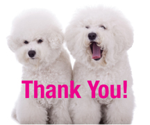 Bichon Thank You