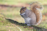 Make Distracting Thoughts Work for You