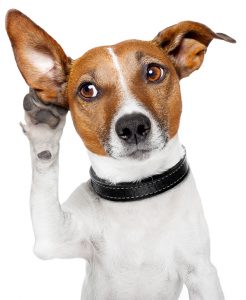 dog listening with big ear